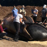 Whale dissected and composted in Gorham